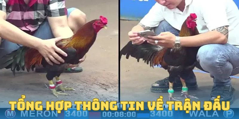 Tổng hợp thông tin về trận đấu